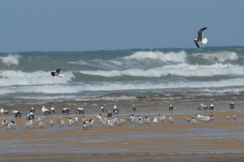 Mouettes mélanocéphales et Goélands bruns sur une plage landaise